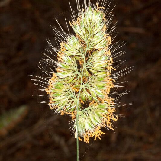 Cynosurus echinatus Flor