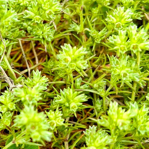 Scleranthus annuus Blüte