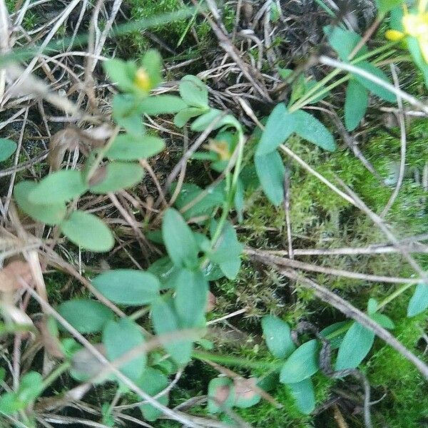 Hypericum humifusum Levél