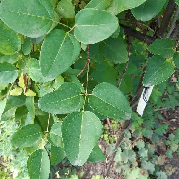 Akebia trifoliata Blad