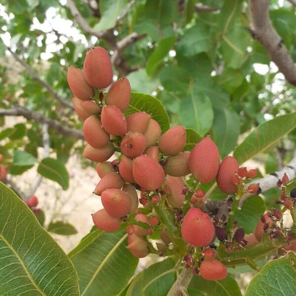 Pistacia vera Fruit