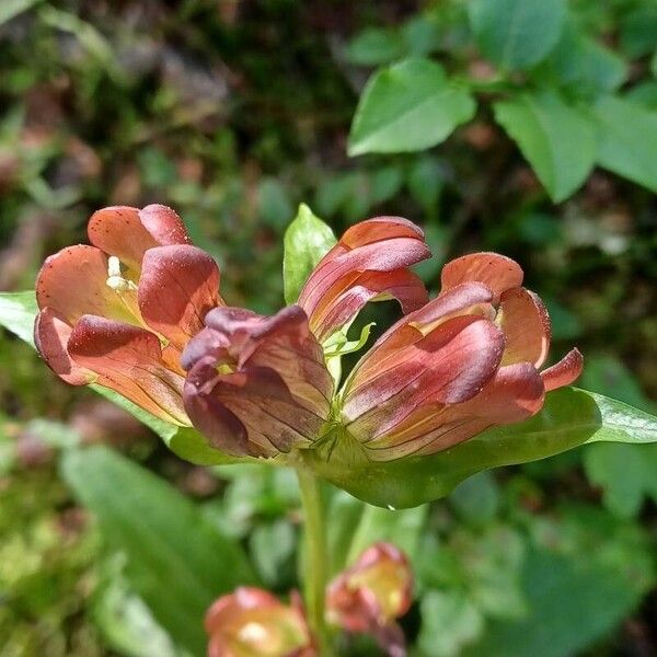 Gentiana purpurea 花