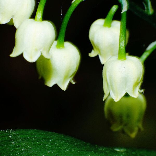 Convallaria majalis Blomma