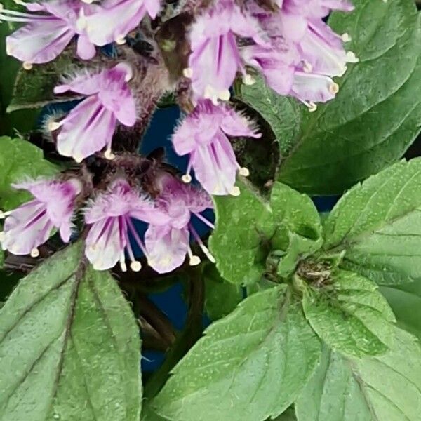 Ocimum kilimandscharicum Flower