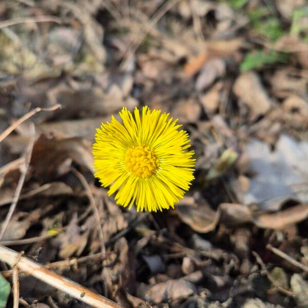 Tussilago farfara Çiçek