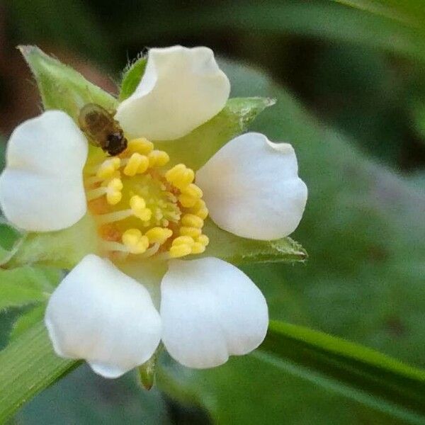 Potentilla sterilis Fleur