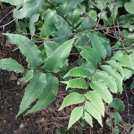 Cyrtomium fortunei Leaf