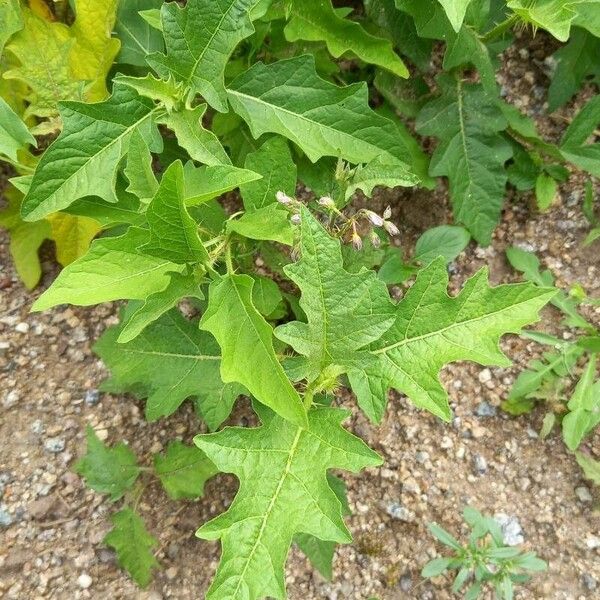 Solanum carolinense पत्ता