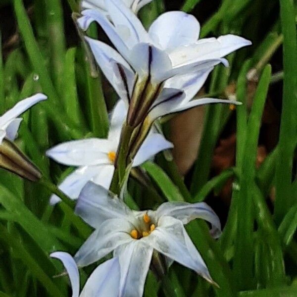 Ipheion uniflorum Кветка