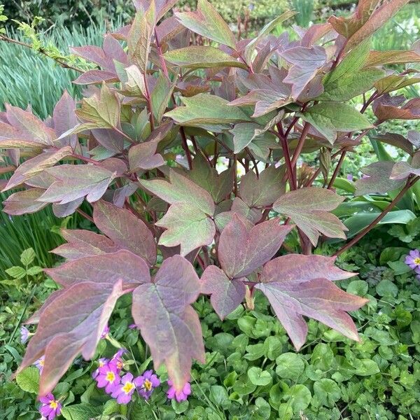 Paeonia × suffruticosa Leaf