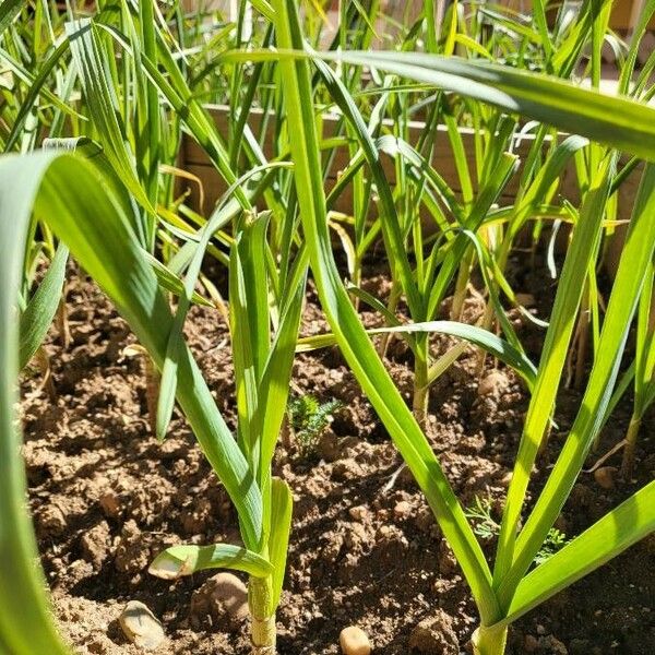 Allium sativum Leaf