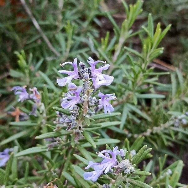 Rosmarinus officinalis 花