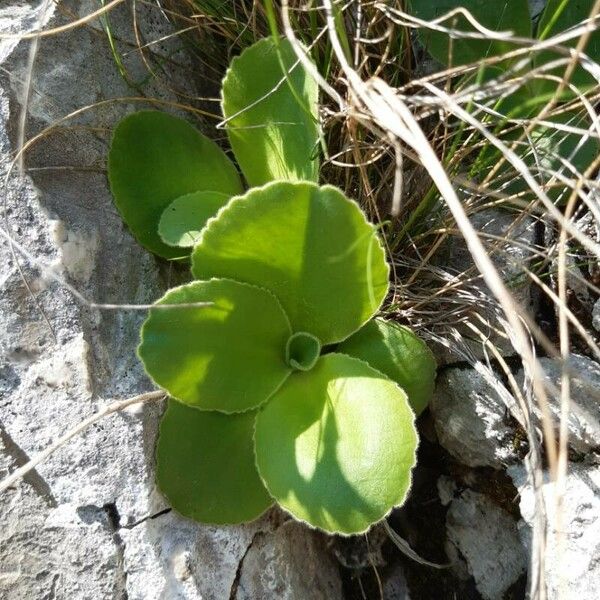 Primula auricula Frunză