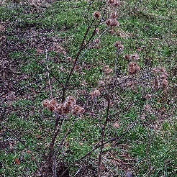 Arctium minus Habit