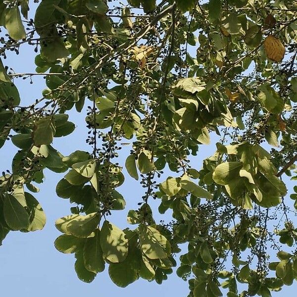 Cordia dichotoma Květ