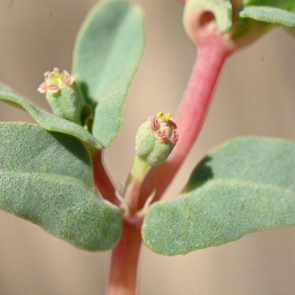 Euphorbia peplis Květ
