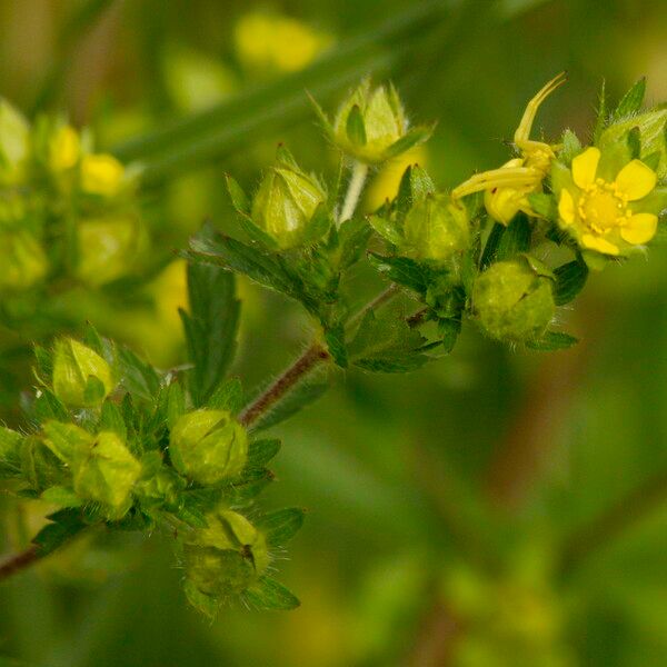 Potentilla norvegica 葉