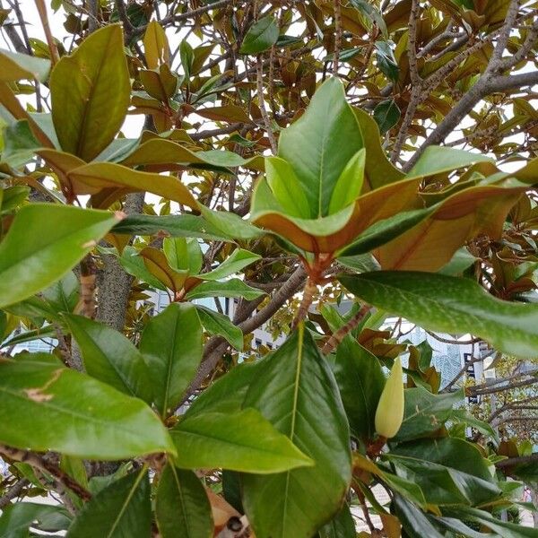 Magnolia grandiflora 叶