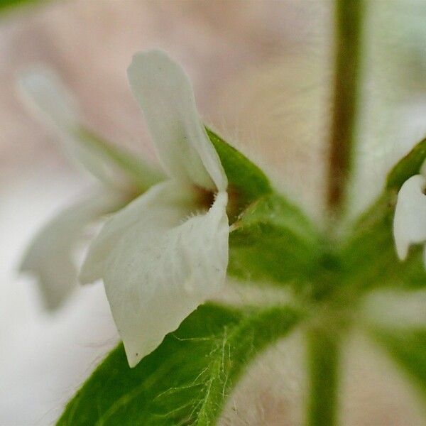 Sideritis romana 花