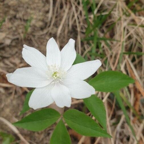 Anemone trifolia Hostoa