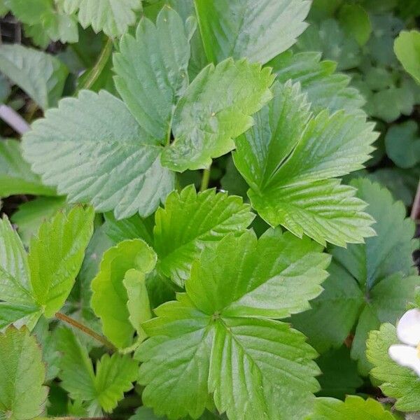 Fragaria vesca 葉