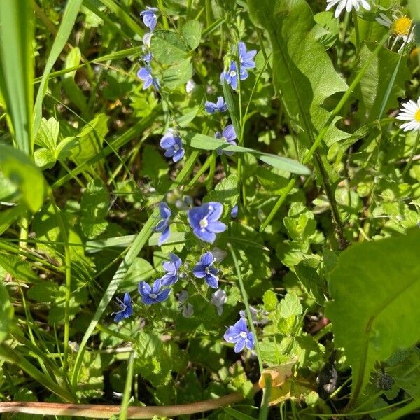 Veronica chamaedrys Blomst