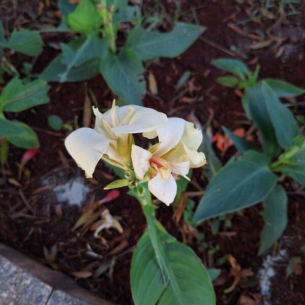 Canna glauca Flower