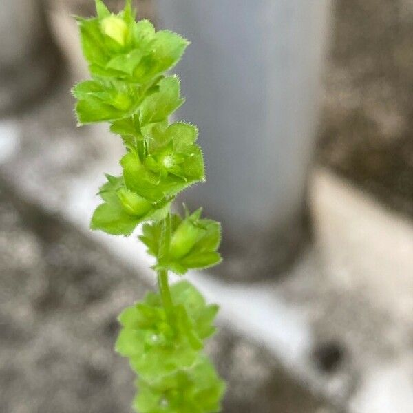 Triodanis perfoliata Flower