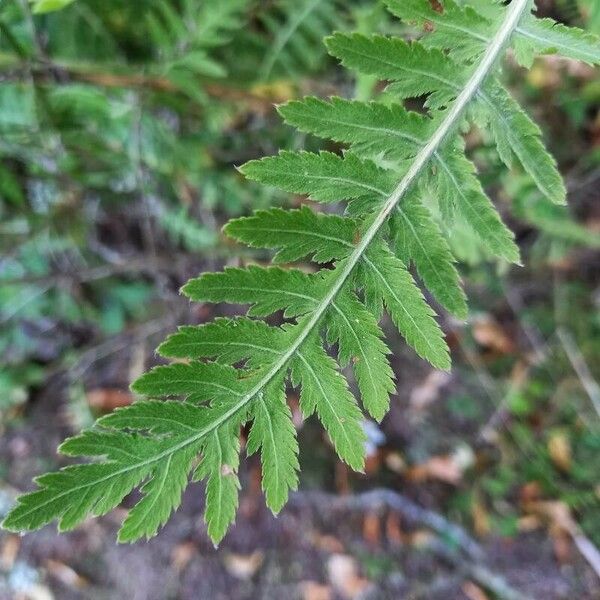 Achillea filipendulina पत्ता