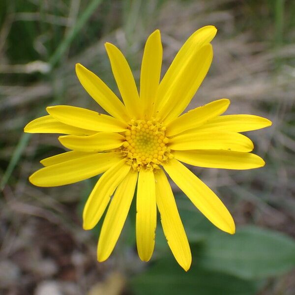 Senecio provincialis 花