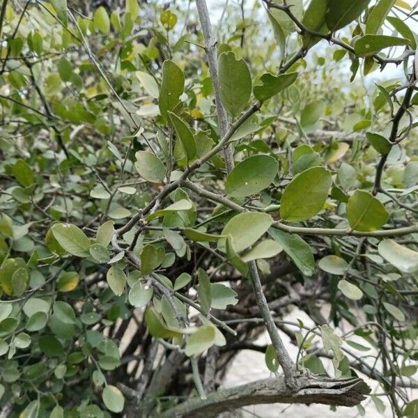 Capparis sepiaria Листок