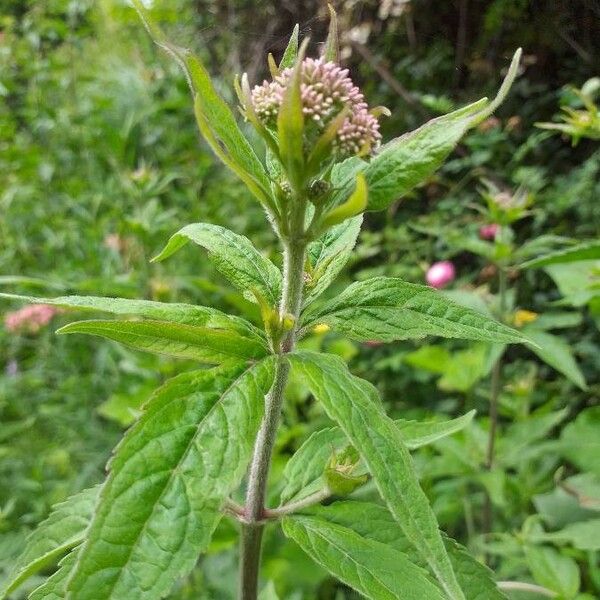 Eupatorium cannabinum Lehti