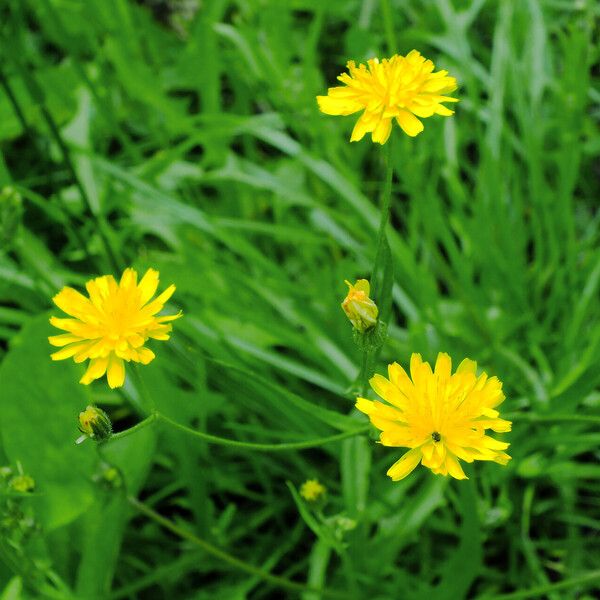 Crepis tectorum 花