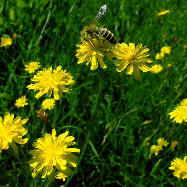 Crepis tectorum 花