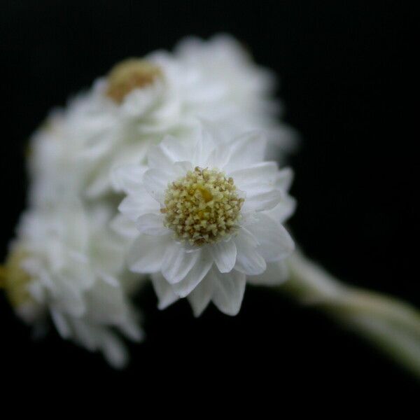 Anaphalis contorta Flower
