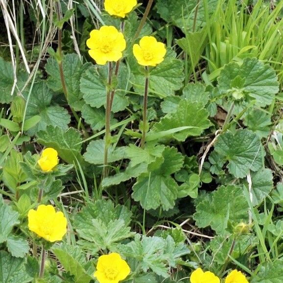 Geum pyrenaicum 形態