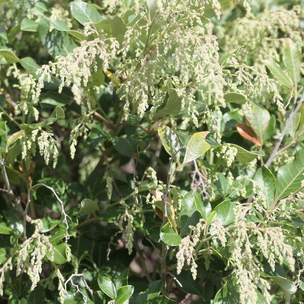 Searsia tomentosa
