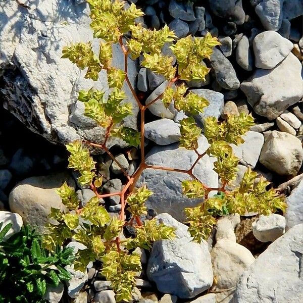 Euphorbia falcata Лист