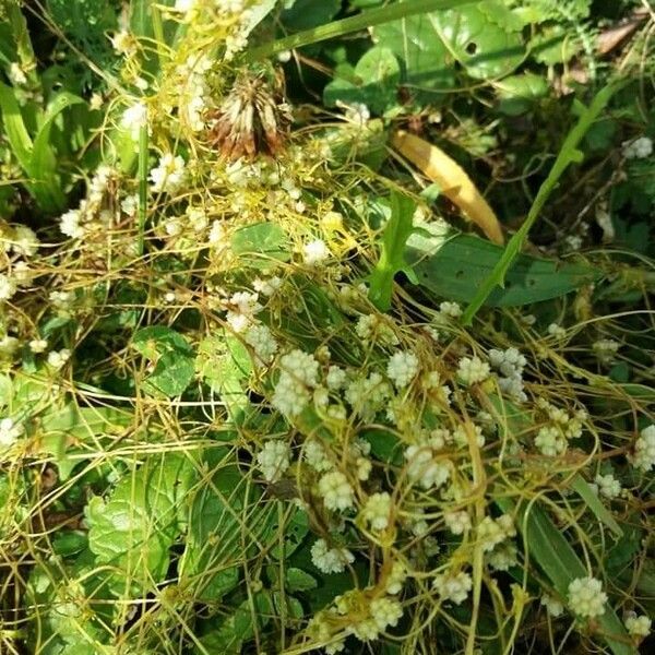 Cuscuta campestris Flower