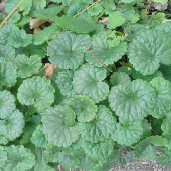 Glechoma hederacea Folio