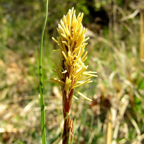 Carex caryophyllea Blodyn