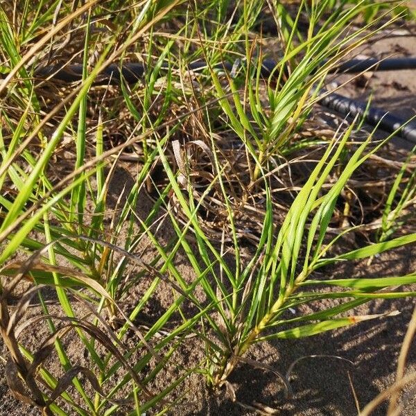 Distichlis spicata Blatt