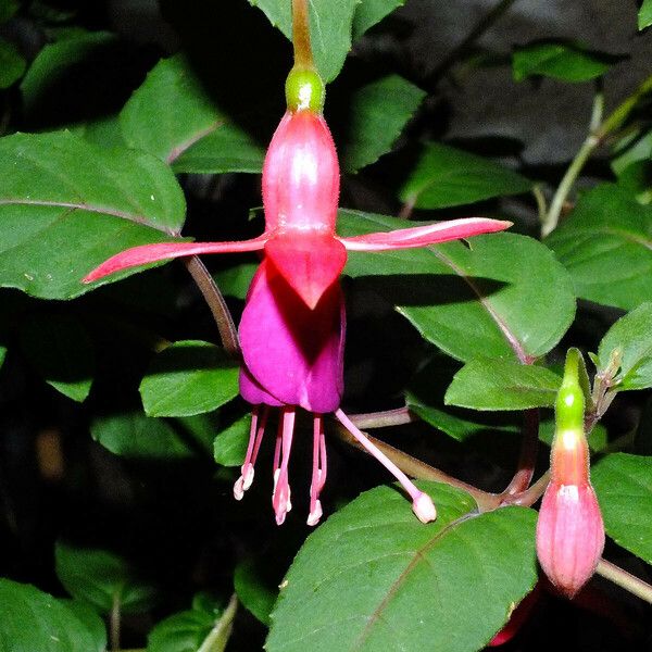 Fuchsia magellanica Flors