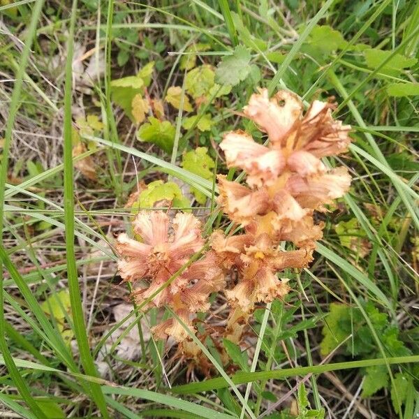 Orobanche elatior Blomma