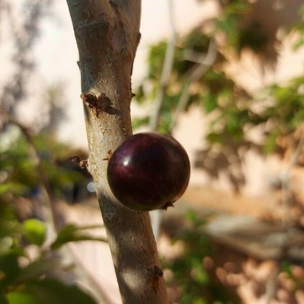 Plinia cauliflora Fruit