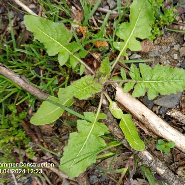 Youngia japonica Leaf