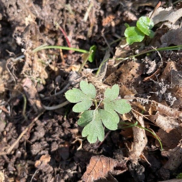 Adoxa moschatellina পাতা