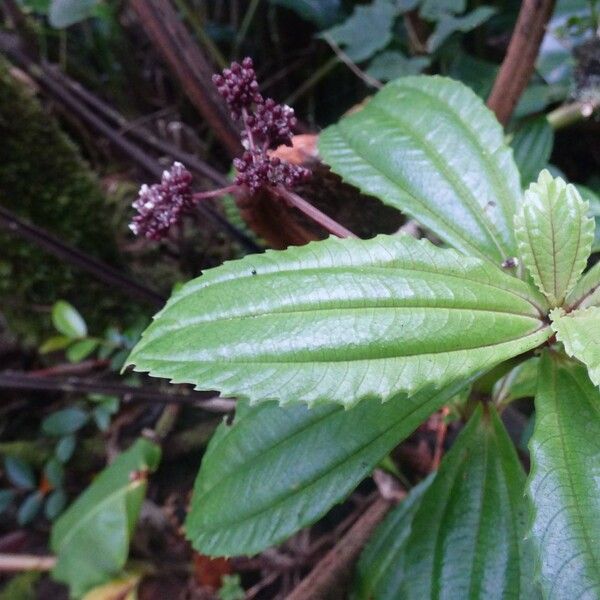 Pilea umbellata List