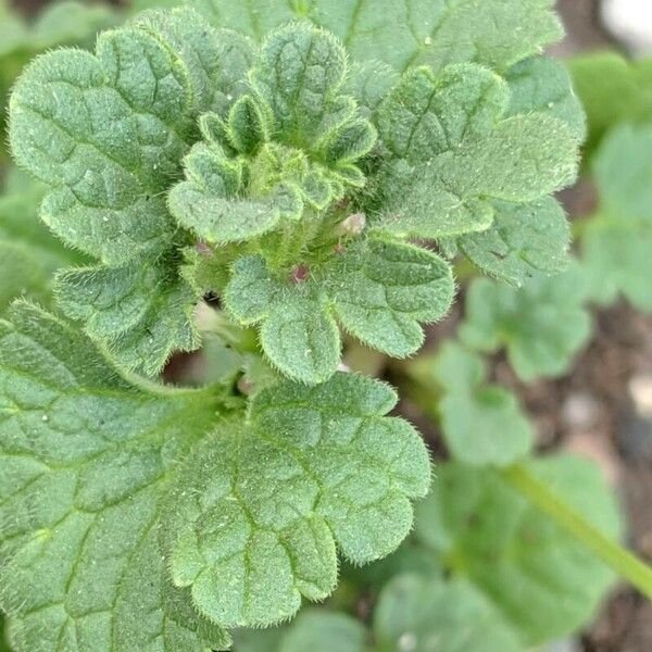 Lamium amplexicaule Folla