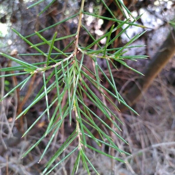 Hakea sericea 葉